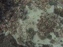 Urobatis maculatus
