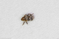 Lignyodes varius