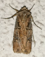 Agrotis catalaunensis