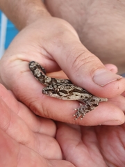 Dactylocnemis pacificus