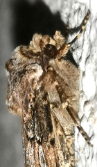 Agrotis catalaunensis