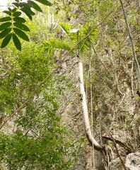 Cuban palm (Gaussia spirituana)