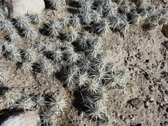 Grusonia clavata