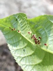 Caryomyia striolata