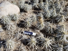 Grusonia clavata