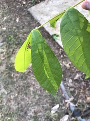 Caryomyia striolata
