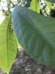 Caryomyia striolata