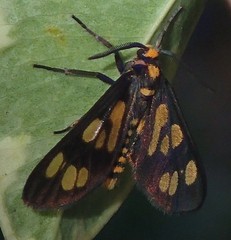 Eressa geographica