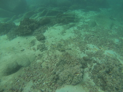 Mulloidichthys dentatus