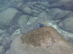 Mulloidichthys dentatus