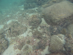 Mulloidichthys dentatus