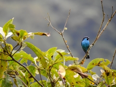 Dacnis hartlaubi