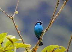 Dacnis hartlaubi