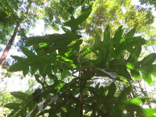 Genipa infundibuliformis, photograph 6