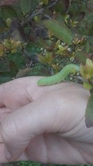 Trichoplusia ni