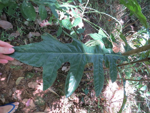 Image of Genipa Infundibuliformis (Genipa infundibuliformis) by (c) Victor Farjalla Pontes, some rights reserved (CC BY)