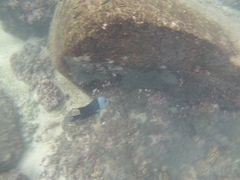 Microspathodon dorsalis