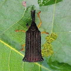 Baliosus rubiginosus