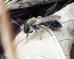 Andrena dunningi
