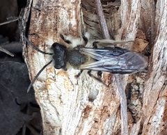 Andrena dunningi