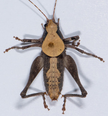 Neduba