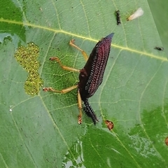 Baliosus rubiginosus