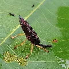 Baliosus rubiginosus