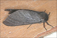 Oxycanus subvaria