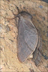 Oxycanus subvaria