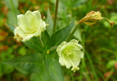 Epilobium luteum