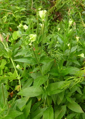 Epilobium luteum