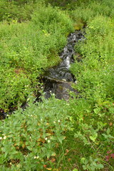 Epilobium luteum