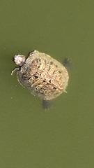 Trachemys scripta elegans