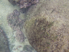 Halichoeres notospilus