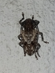 Aegomorphus inquinatus