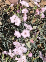 Dianthus microlepis