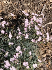 Dianthus microlepis