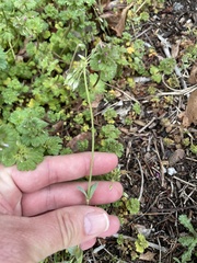 Holosteum umbellatum