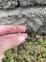 Holosteum umbellatum