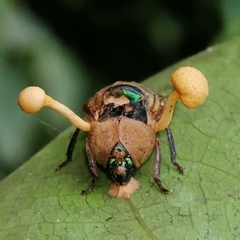 Ophiocordyceps dipterigena