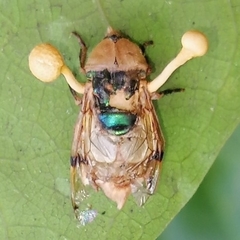 Ophiocordyceps dipterigena