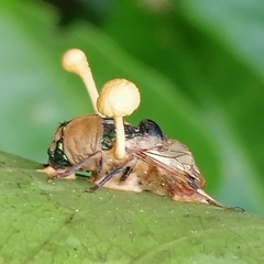 Ophiocordyceps dipterigena