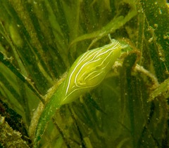 Phyllaplysia taylori