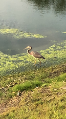 Egretta tricolor image