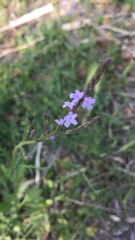 Verbena halei