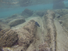 Microspathodon dorsalis