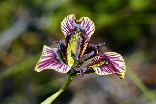 Moraea lurida