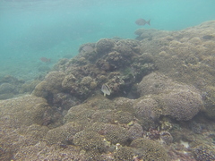 Johnrandallia nigrirostris