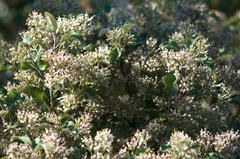 Olearia paniculata