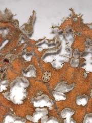Mulsantina mexicana
